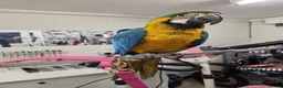 Macaws birds for sale: Blue and gold macaw young  - Advert 2