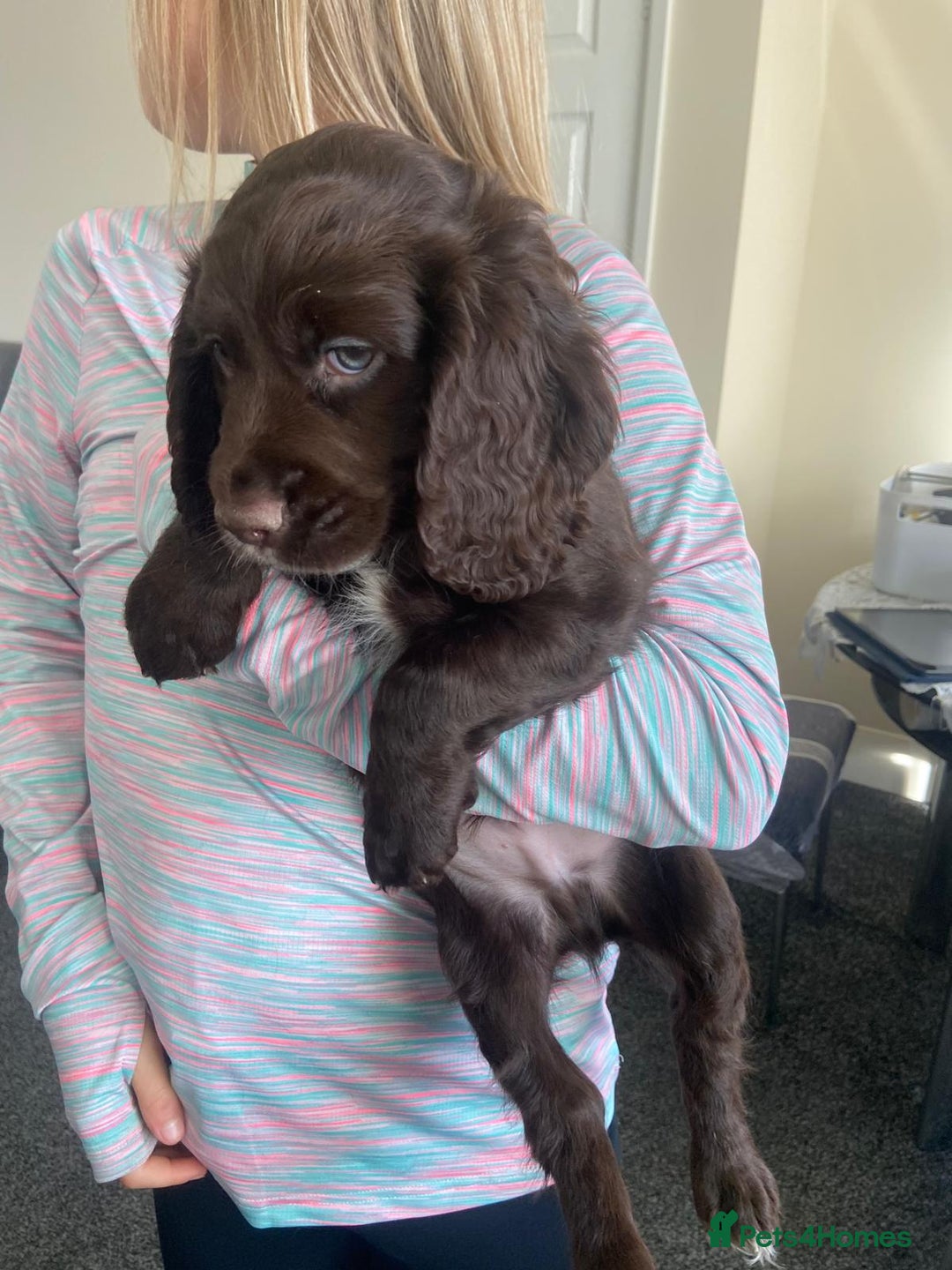 Cocker Spaniel dogs for sale: Cocker spaniel puppies - Image 8