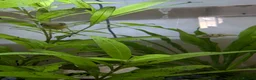 Pufferfish fish for sale: Dwarf puffer fish in Doncaster - Advert 5