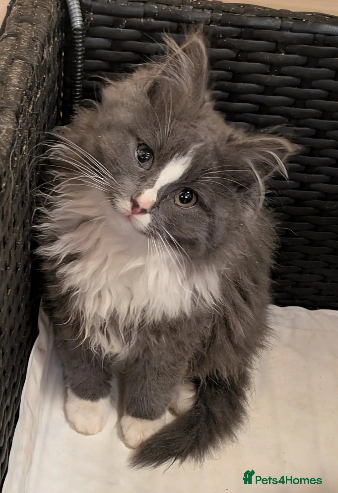 Maine Coon cats for sale: Maine Coon Pedigree kittens - Advert 12
