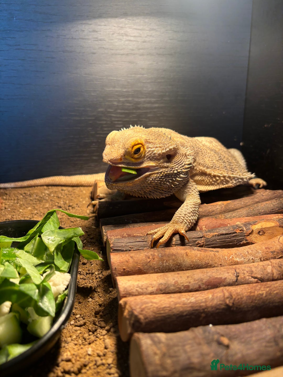 Bearded Dragon reptiles for sale: bearded dragon  - Image 4