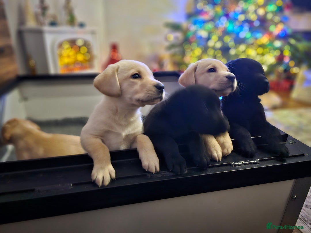 Labrador Retriever dogs for sale: 🐾 Labrador Puppies – Ready Early January 🐾 - Advert 5