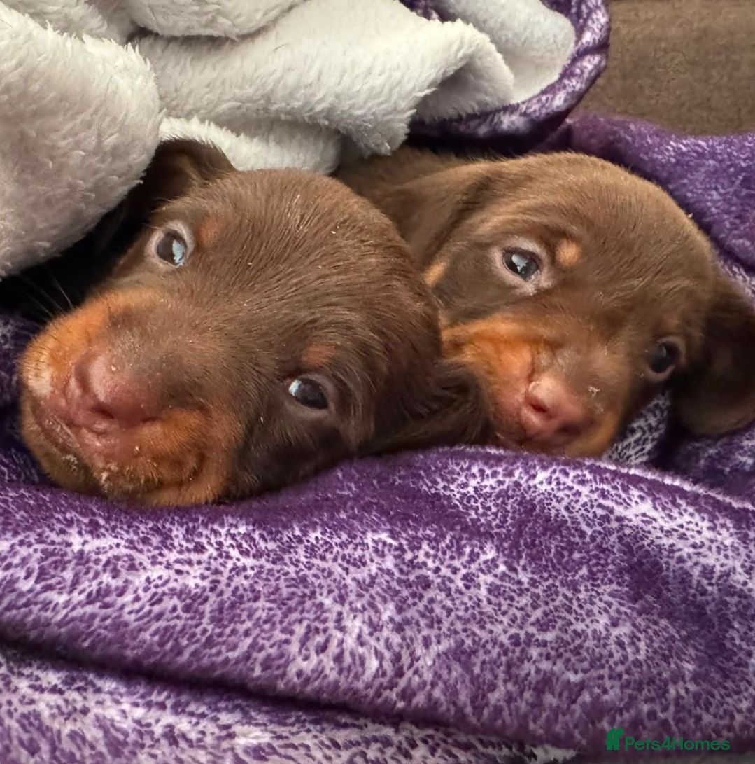 Miniature Dachshund dogs Two chocolate males - Advert 1