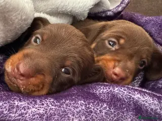 Miniature Dachshund dogs Two chocolate males - Advert 1