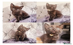 Mixed Breed cats for sale: Your New Fur Baby Is Here !  - Image 3