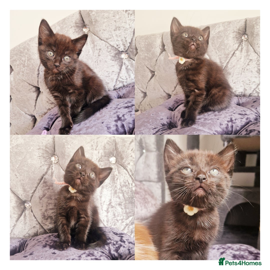 Mixed Breed cats for sale: Your New Fur Baby Is Here !  - Image 3