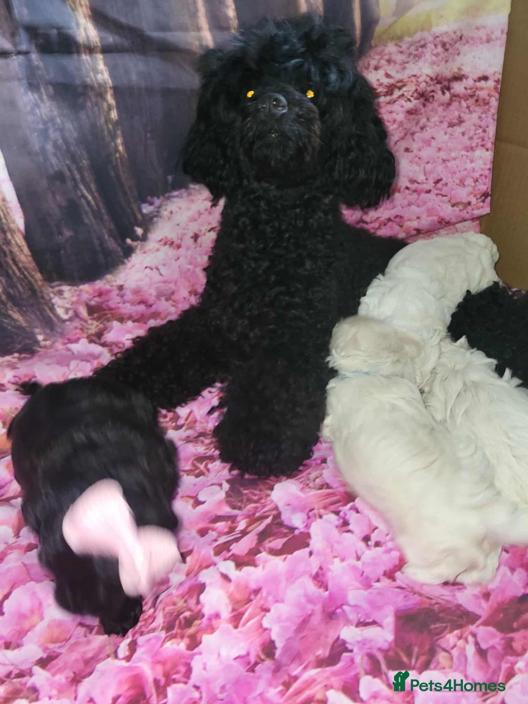 Maltipoo dogs for sale: Korean maltipoo puppies - Image 13