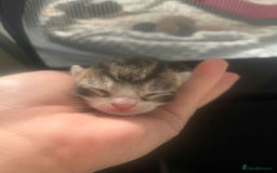 Maine Coon cats for sale: Beautiful kittens for sale  - Image 6