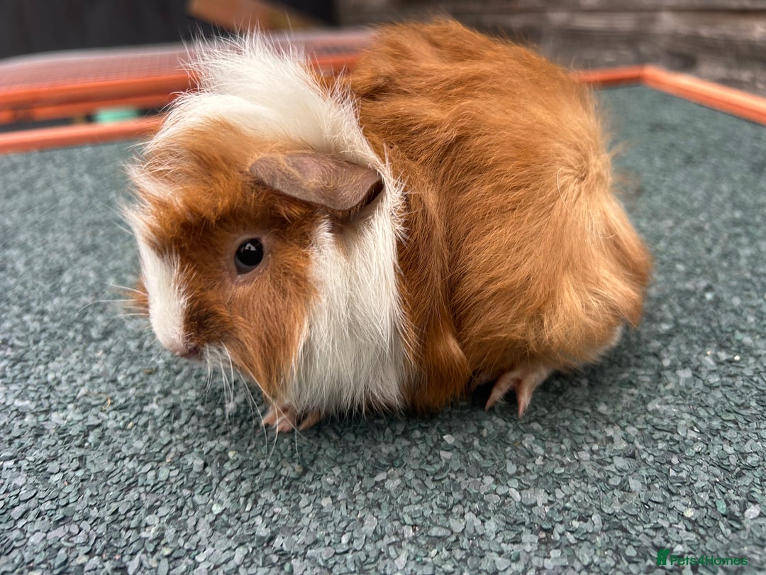 Guinea Pig rodents for sale: Beautiful Baby Guinea pigs to reserve  - Image 10