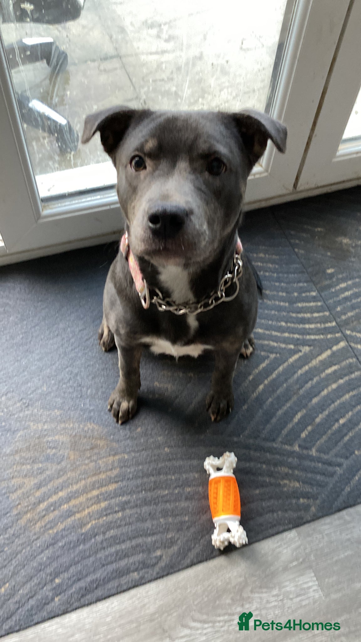 Mixed Breed dogs Sadie  Staffi X Sharpei - Advert 1