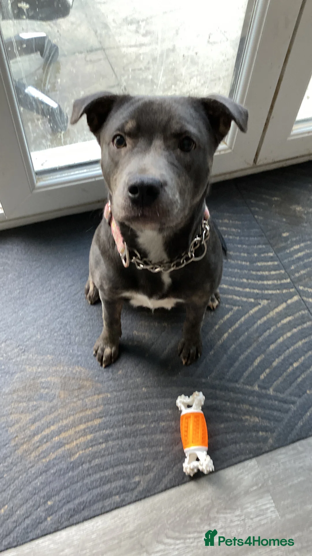 Mixed Breed dogs for sale: Sadie  Staffi X Sharpei in Tenterden - Advert 1