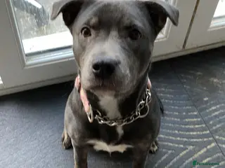 Mixed Breed dogs Sadie Staffi X Sharpei - Advert 1