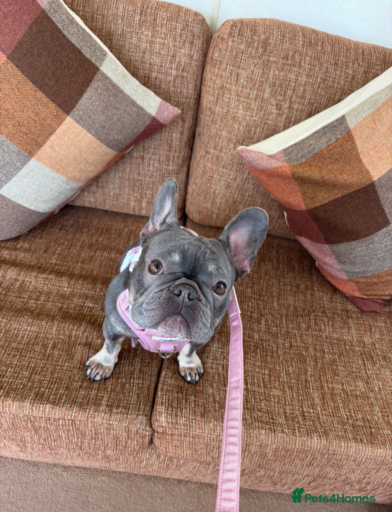 French Bulldog dogs for sale: Bambi French bulldog  - Advert 2