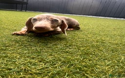 Miniature Dachshund dogs for sale: Miniature Dachshund (Bitch) - Image 9