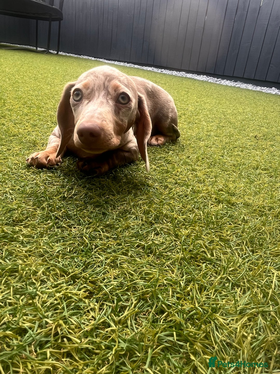 Miniature Dachshund dogs for sale: Miniature Dachshund (Bitch) - Image 9