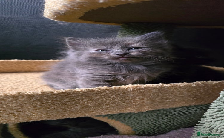 Maine Coon cats Amazing Mainecoon - Advert 14