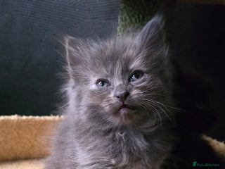 Maine Coon cats Amazing Mainecoon - Advert 15