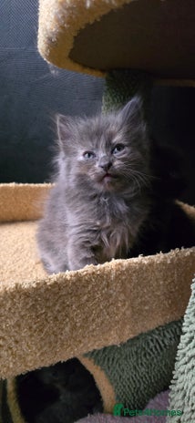 Maine Coon cats Amazing Mainecoon - Advert 14