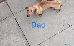Mixed Breed dogs for sale: Norfolk Terrier Puppies - Image 10