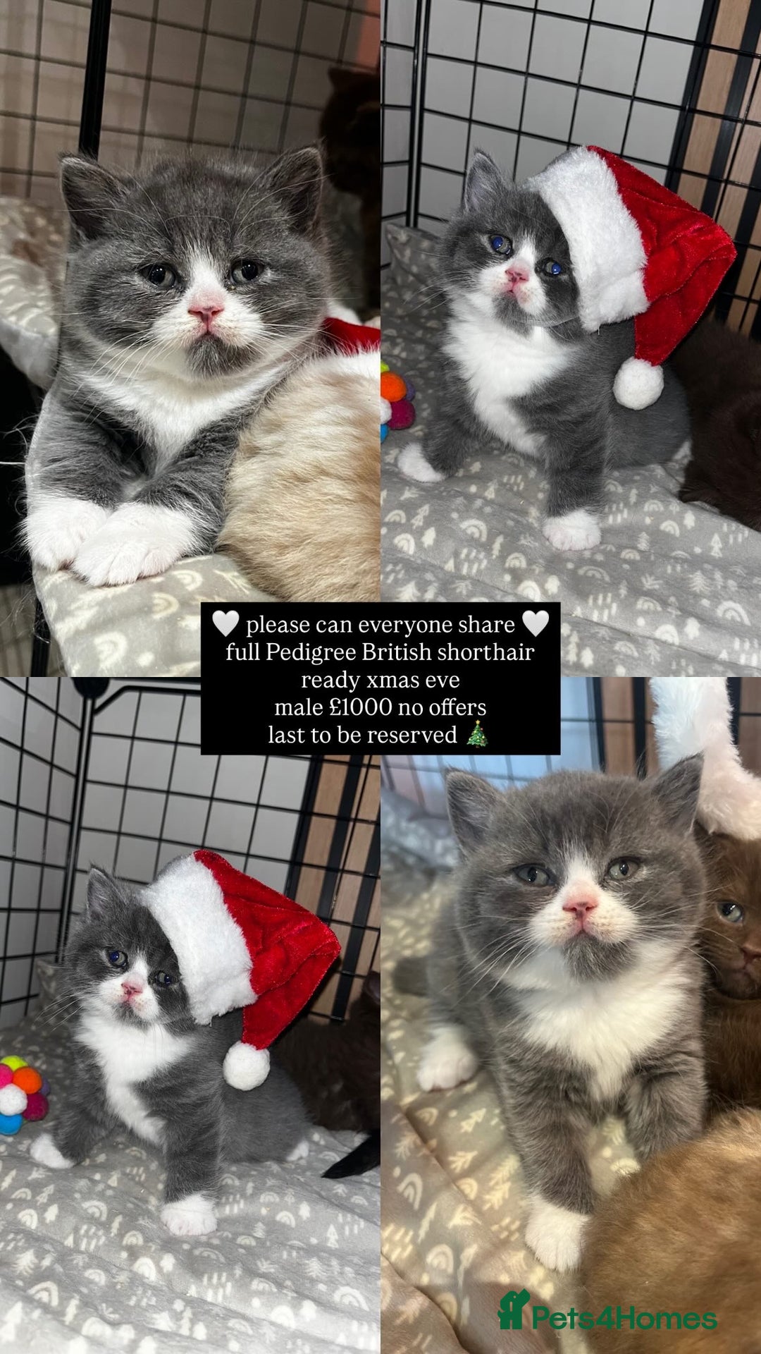 British Shorthair cats for sale: 🏆 Beautiful litter british shorthair babies 🥇  - Advert 1