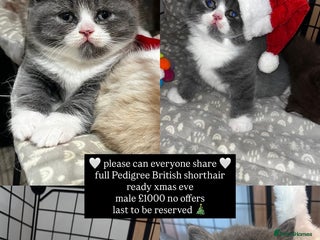 British Shorthair cats 🏆 Beautiful litter british shorthair babies 🥇 - Advert 1