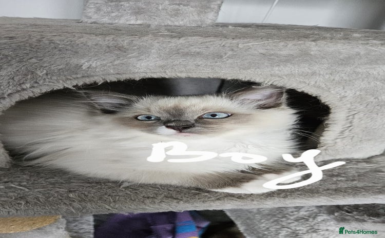 Ragdoll cats - Advert 2