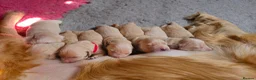 Golden Retriever dogs for sale: 8 KC/health tested gorgeous golden retrievers - Advert 5