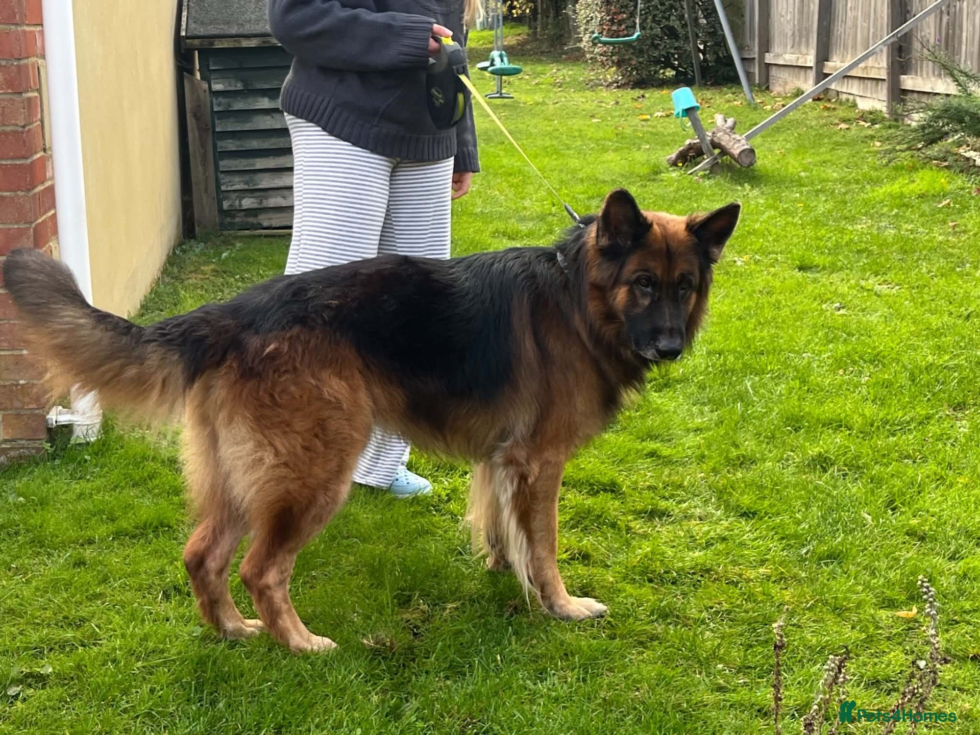 German Shepherd dogs for sale: Bear is his name - Advert 2
