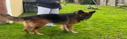 German Shepherd dogs for sale: Bear is his name in Salisbury - Advert 2