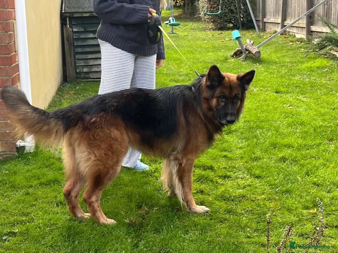 German Shepherd dogs for sale: Bear is his name in Salisbury - Advert 2