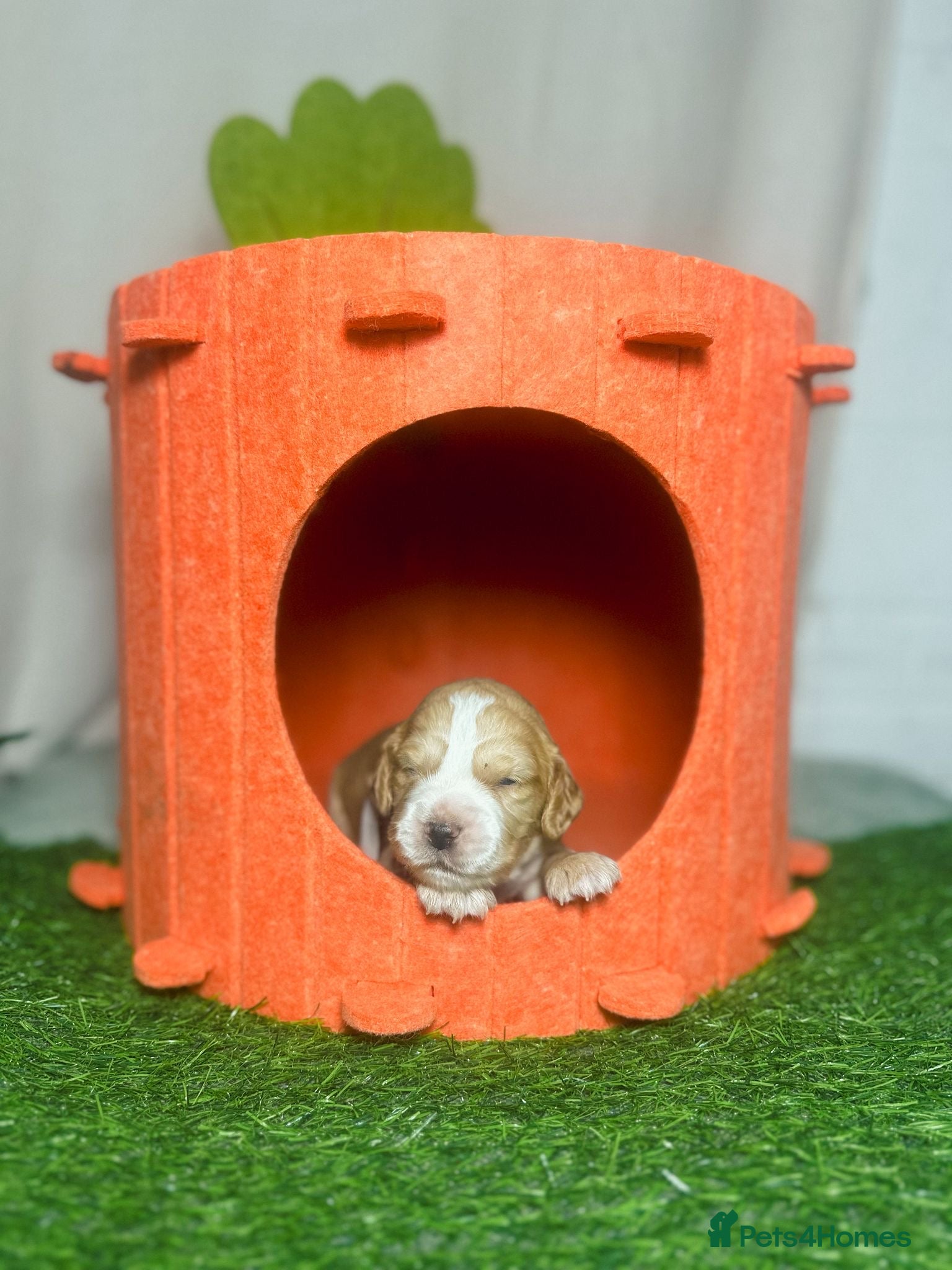 Cocker Spaniel dogs KC registered golden working cocker spaniel pups - Advert 1