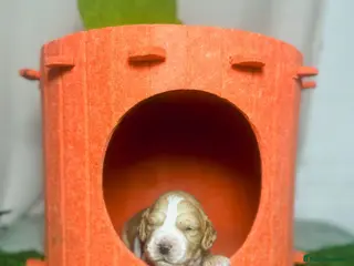 Cocker Spaniel dogs KC registered golden working cocker spaniel pups - Advert 3