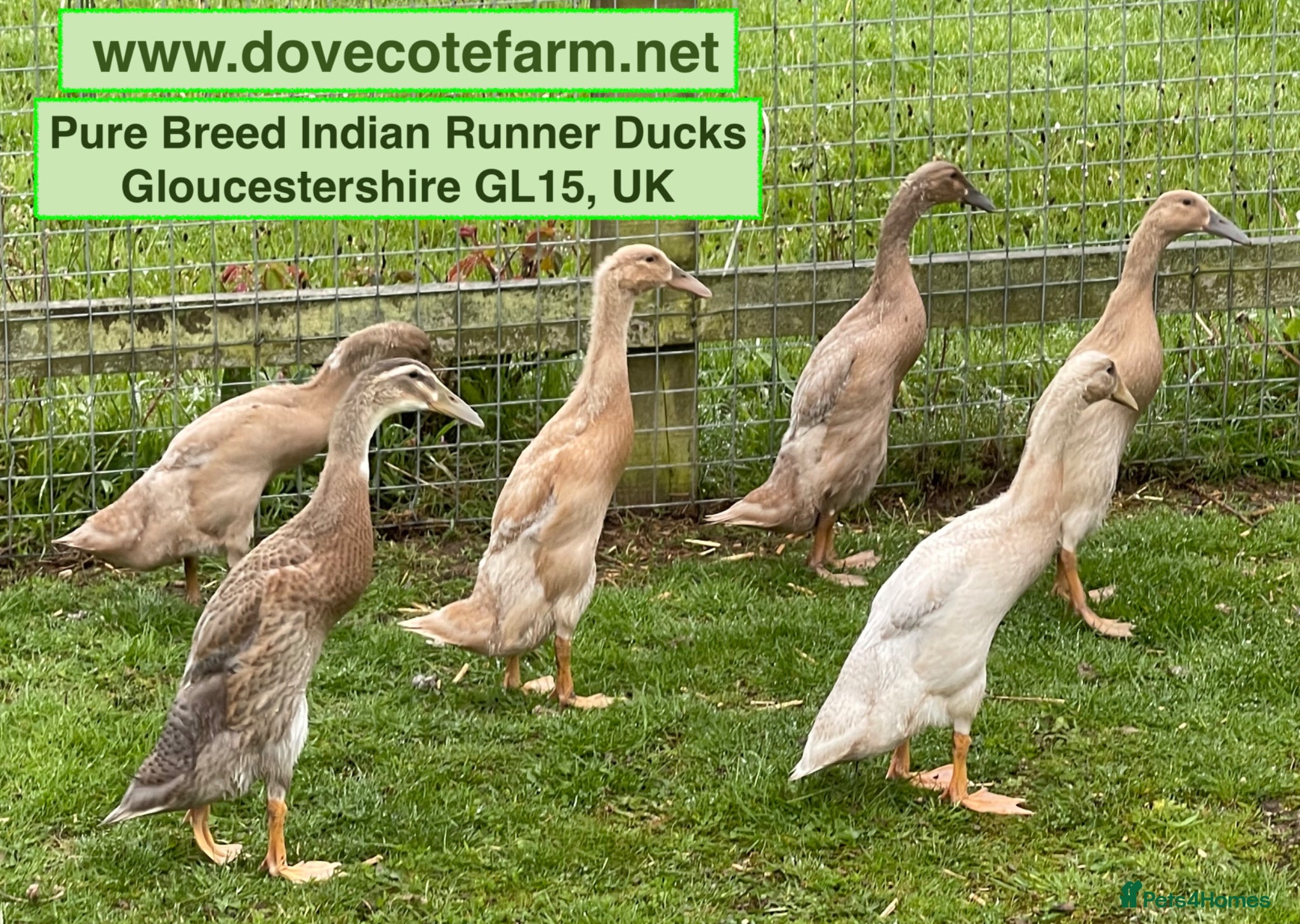Ducks poultry PURE BREED INDIAN RUNNER DUCKLINGS - Advert 2