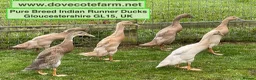 Ducks poultry for sale: PURE BREED INDIAN RUNNER DUCKLINGS - Advert 2
