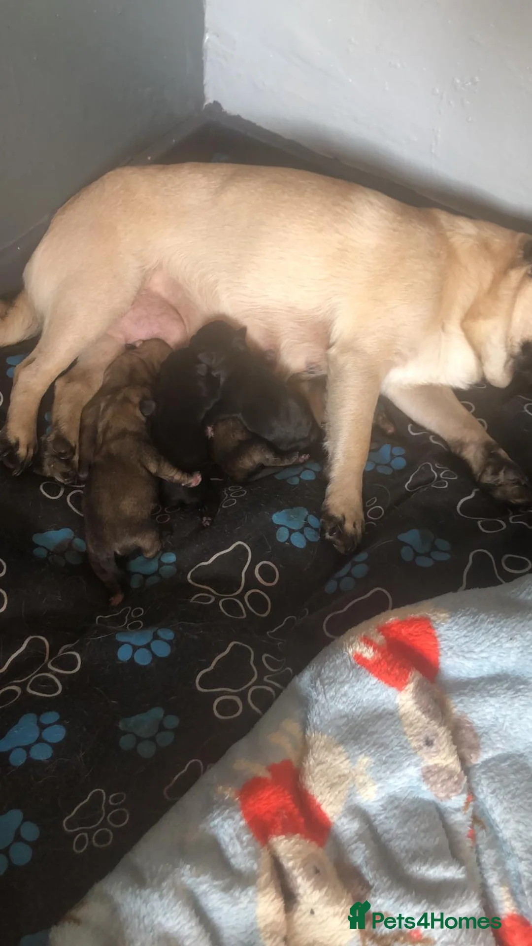 Pug dogs for stud: Health tested black pug stud  in Stevenage - Advert 17