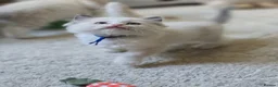 Ragdoll cats for sale: 5Gen Ped Ragdoll Kittens&Ready2Reserve - Advert 28