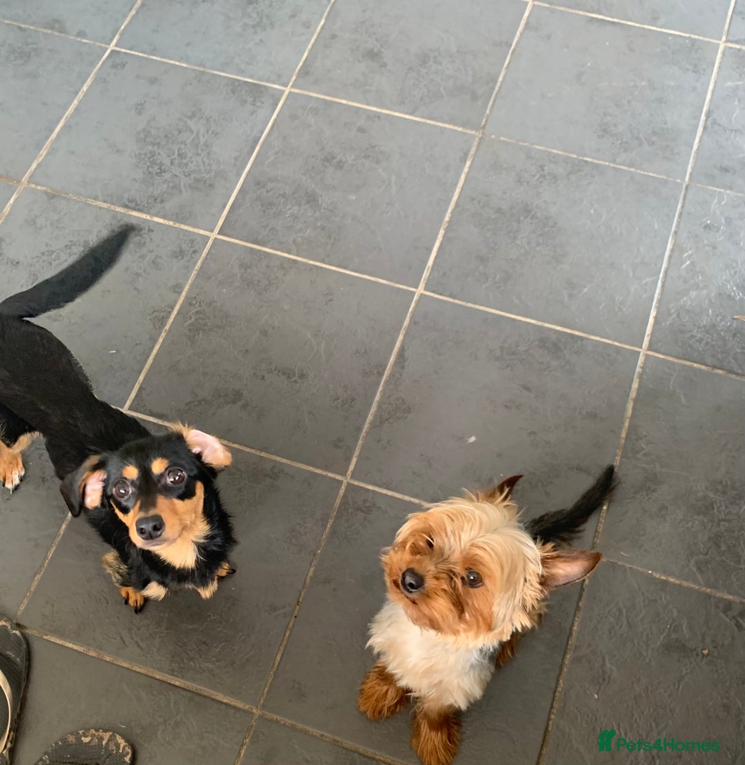 Mixed Breed dogs for sale: Two healthy beautiful male pups  - Image 6