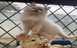 Ragdoll cats for stud: Ragdoll Stud  in Manchester - Image 17