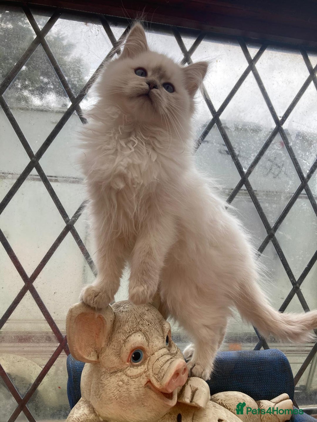 Ragdoll cats for stud: Ragdoll Stud  in Manchester - Image 17