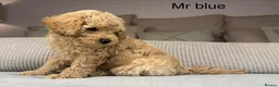 Maltipoo dogs for sale: GORGEOUS MALTIPOOS. BOYS ONLY - Advert 26