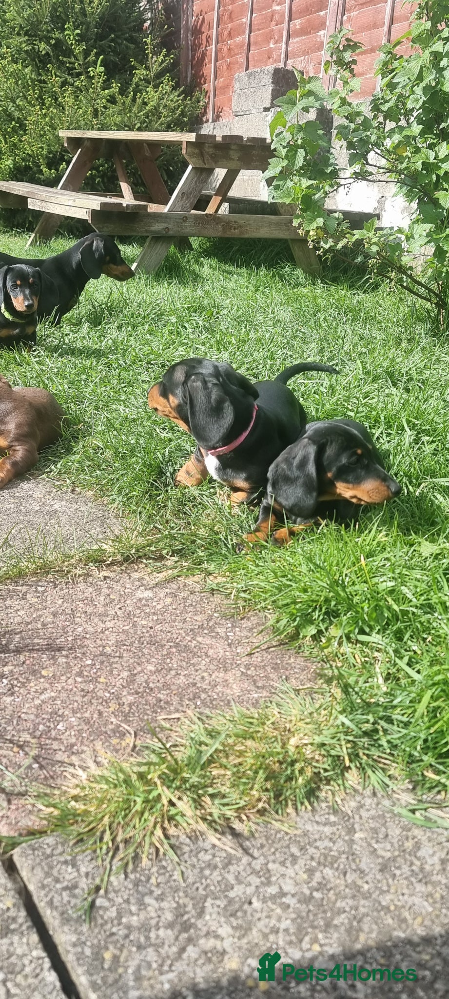 Dachshund dogs for sale: Standard dachshund  - Advert 9