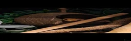 Gecko reptiles for sale: Male crested gecko - Advert 1