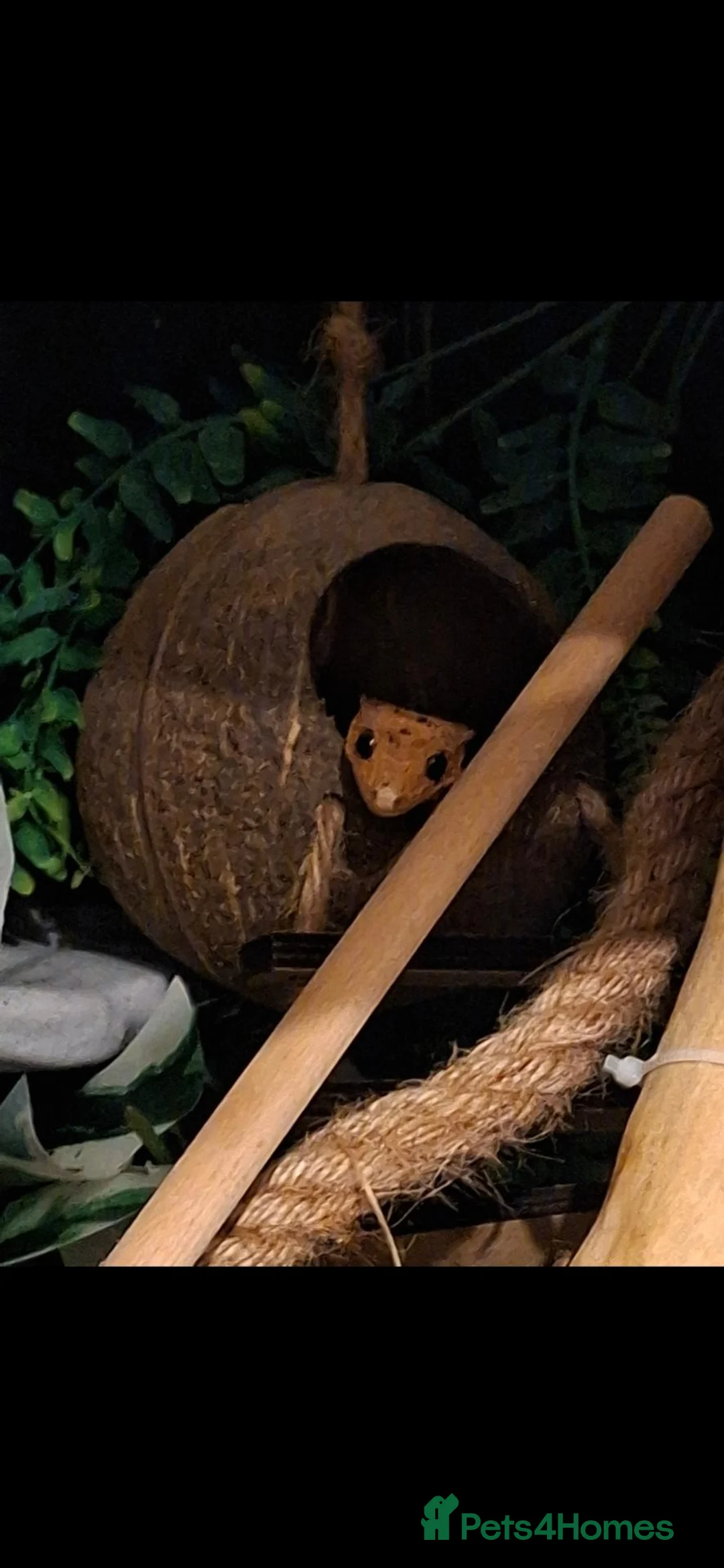 Gecko reptiles for sale: Male crested gecko - Advert 1