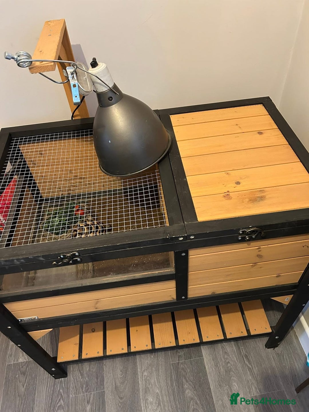 Hermann Tortoise reptiles for sale: Tommy the Tortoise - Advert 2