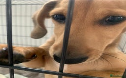 Miniature Dachshund dogs for sale: Kevin needs a new home  - Image 2