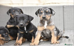 Dobermann dogs for sale: Unique hybrid dobermann puppies - Image 1