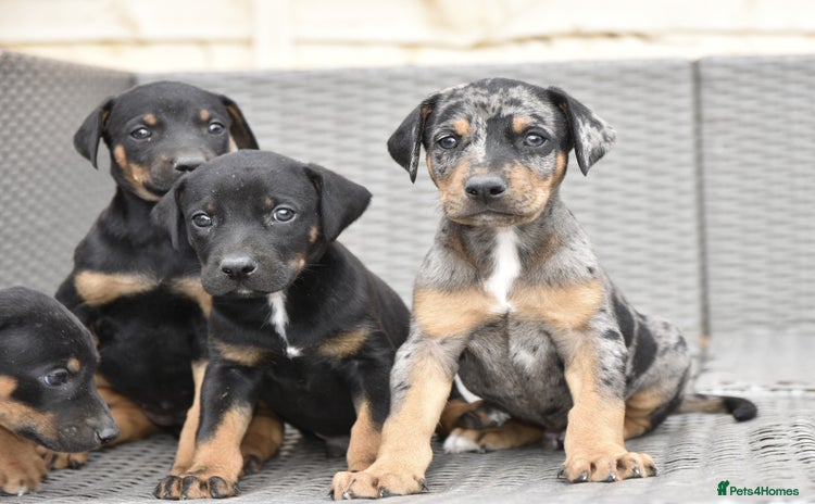Dobermann dogs - Advert 1
