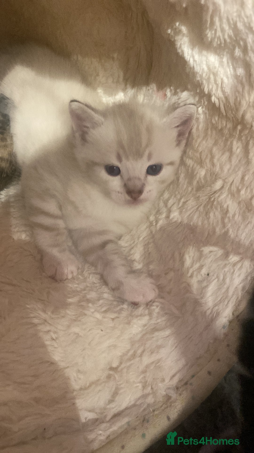 Bengal cats for sale: Bengal Cross Kittens  - Image 22
