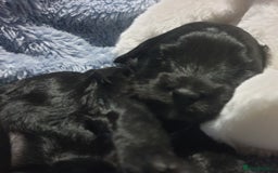 Jackapoo dogs for sale: Jackapoo x Asian toy poodle F1B - Image 4