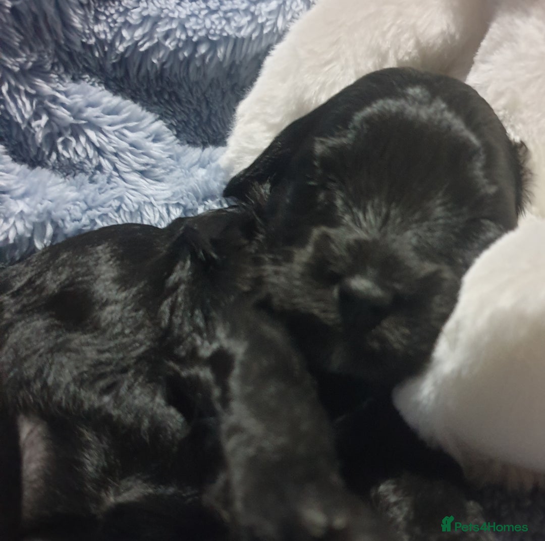 Jackapoo dogs for sale: Jackapoo x Asian toy poodle F1B - Image 4